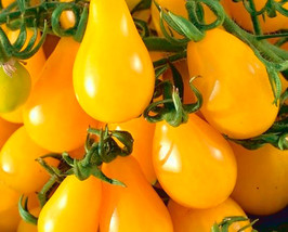 Fresh 15 Organic Yellow Pear Heirloom Tomato Seeds - £4.61 GBP