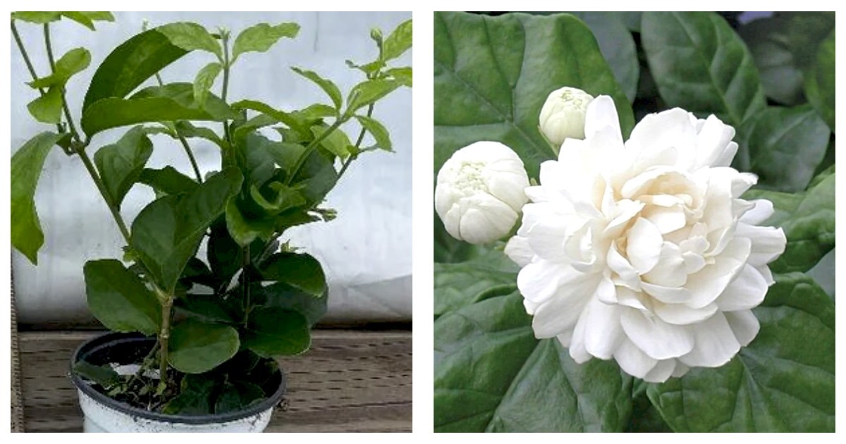 Primary image for Little or Baby Duke of Tuscany Jasmine Arabian Jasminum Sambac Plant 4" Pot