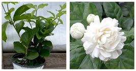 Little or Baby Duke of Tuscany Jasmine Arabian Jasminum Sambac Plant 4&quot; Pot - £55.00 GBP