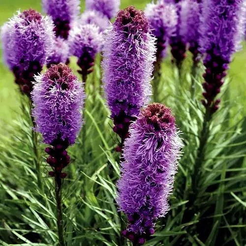 50 Purple Blazing Star Flower Seeds Liatris Spicata Cold Hardy 3 Butterfly Plant - £14.93 GBP