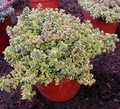 Creeping Thyme Lemon 25 Seeds Thymus P[Olegioides Aromatic Gardening Fresh USA S - £10.64 GBP