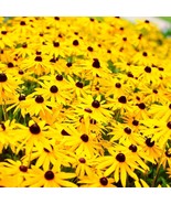 SRN Black Eyed Sn Seeds Yellow Perennial Daisy Sunflower Wild Flower Garden - $11.25
