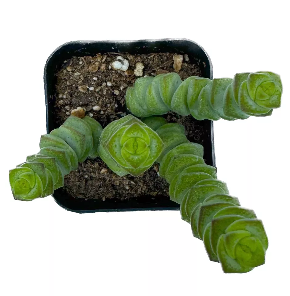 Live Succulent Plant in Assorted Varieties Shipped in 2&quot; w/Soil(Baby&#39;s N... - $26.99