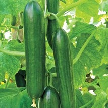 100 SEEDS ASHLEY LONG CUCUMBER HEIRLOOM SEEDS QUICK BLOOM LUSH GARDENS - £6.45 GBP