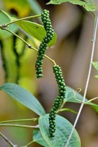 GIB Piper nigrum | Black Pepper | Piper | 20 Seeds - $16.00