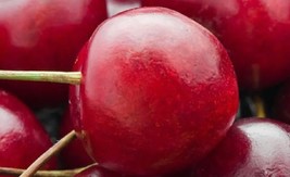 Sweet Cherry Seedling fruit tree prunus avium LIVE PLANT edible red cher... - $36.99