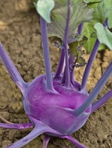 TKBONStore Kohlrabi Purple Vienna Seeds 300 Seeds Vegetable Heirloom Non-Gmo - £6.61 GBP