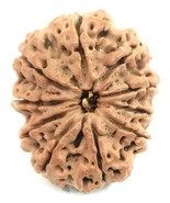 Super collector 10 mukhi rudraksha -32.06 mm - Nepal - Lab Certified - €255,15 EUR Super collector 10 mukhi rudraksha -32.06 mm - Nepal - Lab Certified - €255,15 EUR