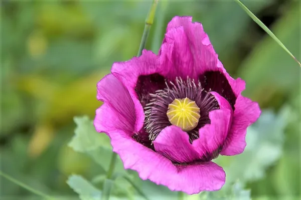 1000 Hungarian Breadseed Poppy Papaver Purple Blue Flower Seeds Ping Fresh - $10.00
