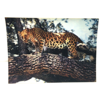 Leopard Animal 3-D 3D Postcard Unposted Wonder Co. 1970s Vintage Printed Japan - £18.66 GBP