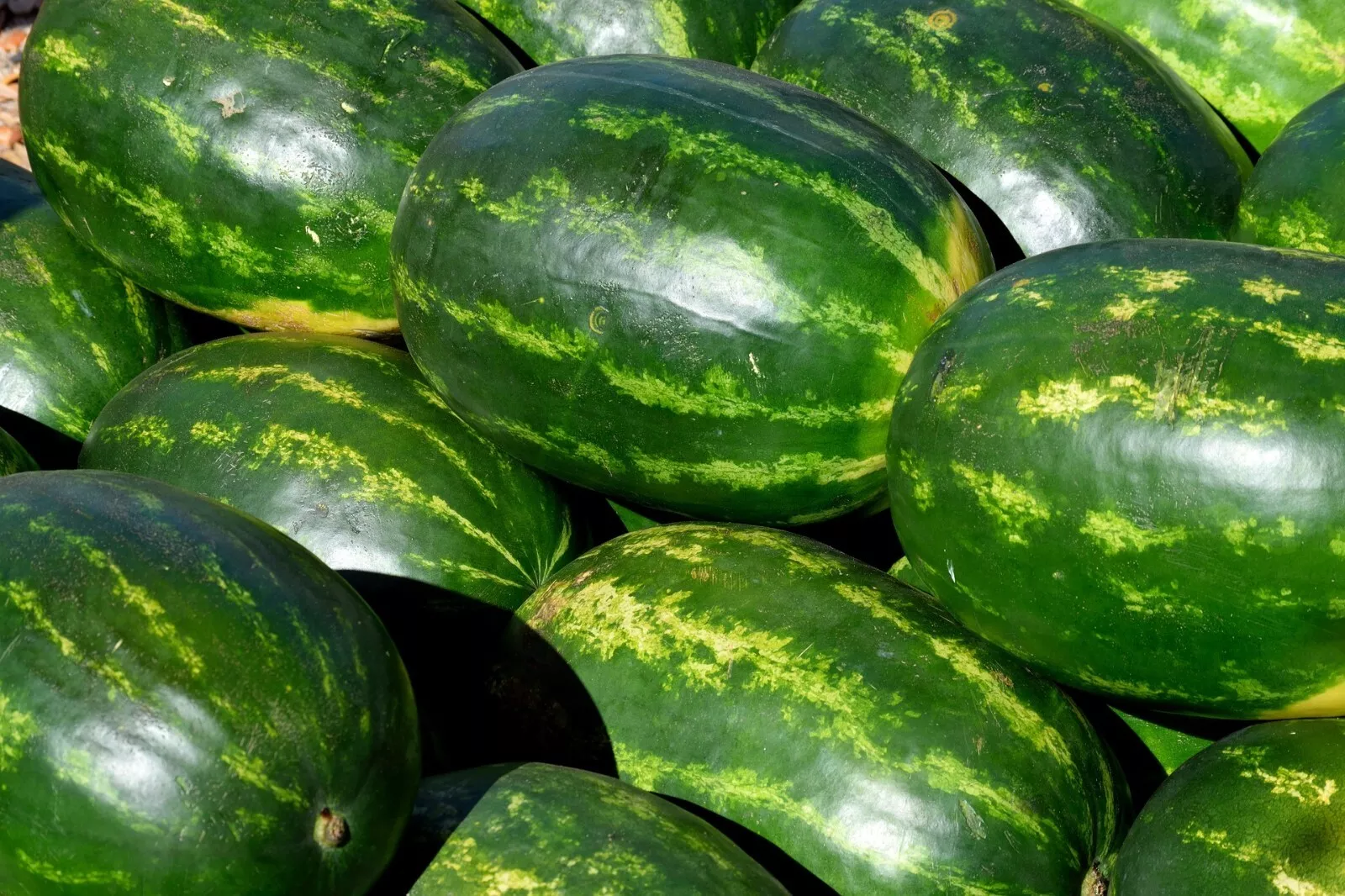 Watermelon Seeds - Black Diamond -Yellow Belly- 20 Seeds! Giant fruits! ... - $19.64