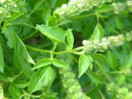 20k Seeds Lemon Basil Seeds Lao Basil Manglak NON-GMO - £20.34 GBP