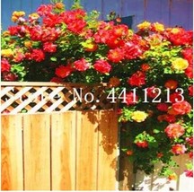 100Pcs Rose Red Thailand Climbing Rose Seeds Garden USA Seller - $20.00