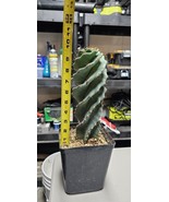 Cerus Forbesii Spiralis - $90.63 CAD