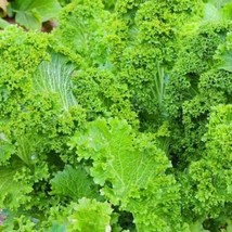 500 Seeds Organic Mustard Greens Seed Southern Giant Heirloom NON GMO - £15.17 GBP