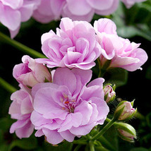 PWO Fresh 10Pcs Geranium &#39;Royal Lavender&#39; Seeds Trailing Heat-Tolerant Pelargoni - $3.44