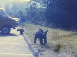 3&quot; 8mm Film Reel 1976 - Elephant Rock Park, Bears, Family Travel - £15.52 GBP