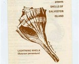 The Galveston Shell Club Brochure Seashells of Galveston Island Texas  - £14.03 GBP