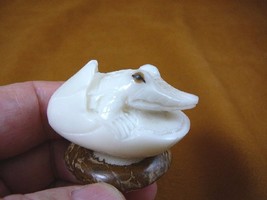(tne-all-666a) little baby gator alligator hatchling TAGUA NUT figurine ... - $23.83