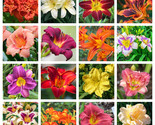 Sale 10 Seeds Mixed Colors Daylily Hemerocallis Day Lily Fine Mix Red Pu... - £12.50 GBP