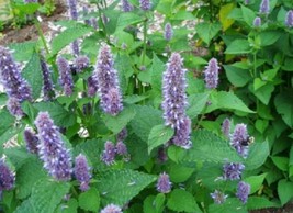 Best 200 Of Hyssop Seeds Mint family Blue flowers Fragrant Perennial Herb Seeds  - £2.90 GBP