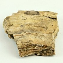 Petrified Wood South Dakota  13.7 oz. 6” x 5" x .75" Wooden Rock Stone