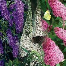 Butterfly Bush Mixed colors 50 Seeds - £5.83 GBP