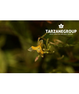 LEPANTHES VOLADOR MINIATURE ORCHID POTTED - $89.65 CAD