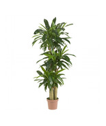 Nearly Natural Corn Stalk Dranaena Silk Plant -Real Touch - $348.83 CAD