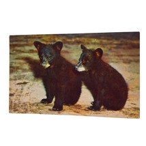 Postcard Black Bear Cubs Forest Animal Chrome Unposted - £5.44 GBP