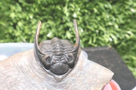Rare Zlichovaspis Trilobite Fossil – Authentic Devonian Morocco Trilobit... - $133.65