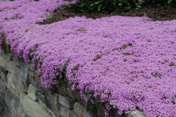 Johnny Jump Up 2000 Seeds Wildflower Groundcover Container Edible Flowers Garden - $7.98