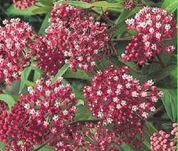 30+CARMINE Rose Red White Butterfly Weed Flower Seeds - £7.86 GBP