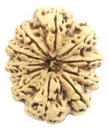 Rare Super Collector 11 Mukhi Rudraksha With 11 Complete Seeds - 36.80mm... - €773,97 EUR