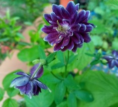 Item image 1 image 1