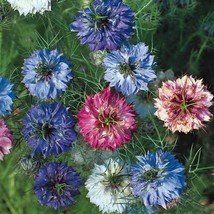 USA Non GMO 100 Seeds Love In A Mist Mixed Colors Nigella Unique Seed Pod Dried  - £7.06 GBP