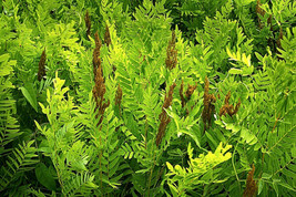 Royal Fern 1000 Spores Seeds Hardy Zone 3 9 Mariesgreen Osmunda Regalis Fresh Ga - $14.79