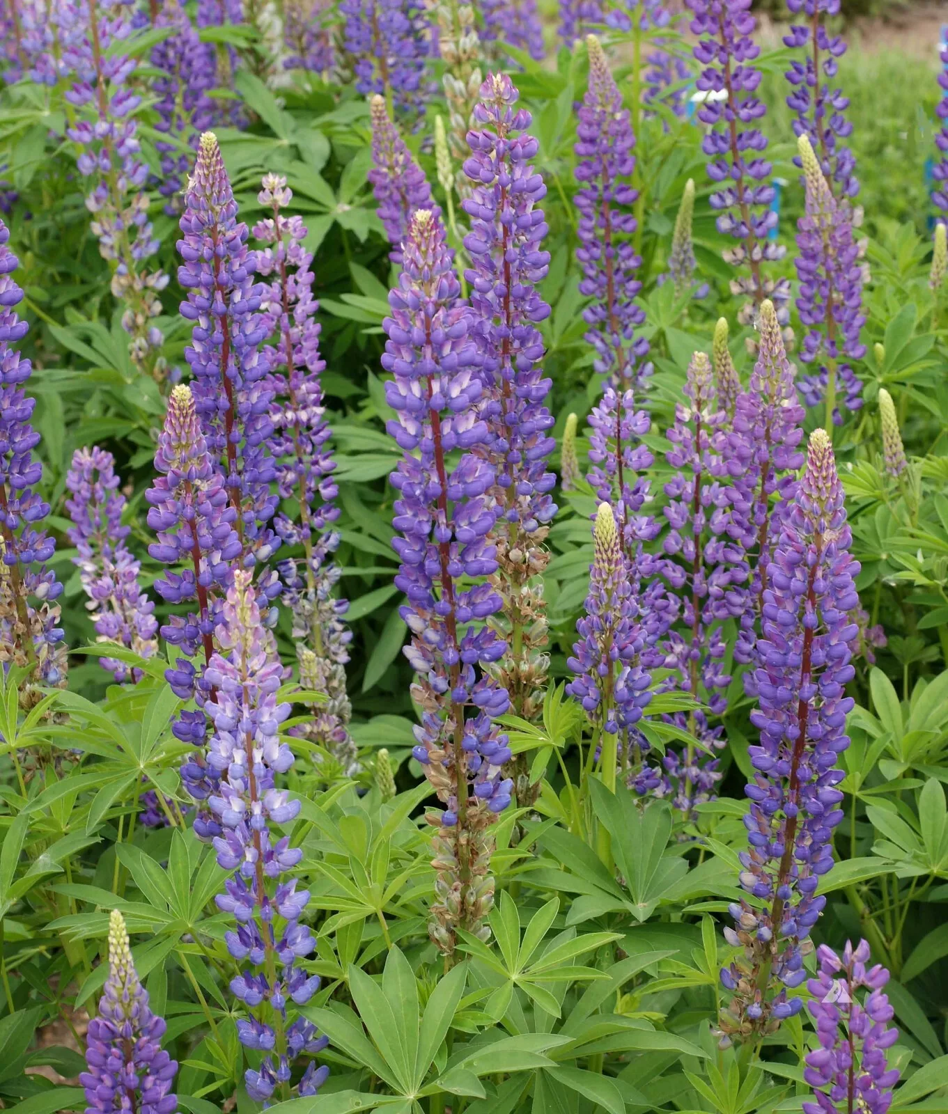 LWS Lupine Perennis Perrenial Flower Non Gmo 100 Seeds Fast Shipping - £7.18 GBP