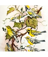 4 American Warbler Types 1957 Lithograph Bird Print John H Dick #2 DWDD5 - £39.50 GBP
