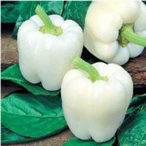 Berynita Store 30 White Bell Pepper Seeds Heirloom Organic Fresh  - £8.23 GBP