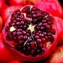 10 Dwarf Sweet Pomegranate Seeds Fresh Seeds Fast Shipping - £12.62 GBP