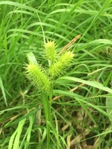 Free Shipping 1 Bare Root Carex Lupulina Hop Sedge Live Plant - £18.44 GBP