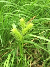 FREE SHIPPING 1 BARE ROOT CAREX LUPULINA HOP SEDGE LIVE PLANT  - £18.41 GBP