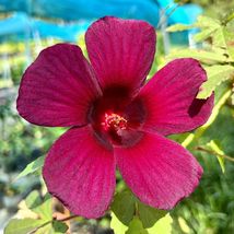 Roselle / flor de jamaica (Hibiscus sabdariffa) live plant 8”-12” Flowering - £60.57 GBP
