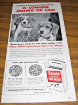 1956 Print Ad Gaines Dog Meal Food 2 Beagles  Longer Prime of Life - £10.28 GBP