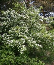 Wild Hawthorn {Crataegus monogyna} 10 seeds  Organic - £6.31 GBP