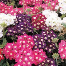 100 Seeds Mixed Colors Verbena Hortensis Heirloom Seeds Fast Setup Beautiful Gar - £6.66 GBP