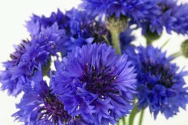Grow In US Bachelor Button Tall Blue Seeds 50 Seeds Beautiful Bright Blooms  - £7.34 GBP