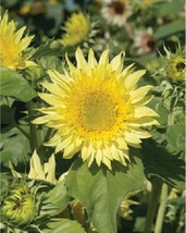 25 Sunburst Lemon Aura Sunflower Seeds Flowers Seed Flower Per Sun Bloom... - £6.92 GBP