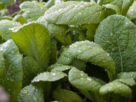 Grow In US Mustard Greens Flordia Broadleaf Heirloom 50 Seeds Great For ... - £7.23 GBP